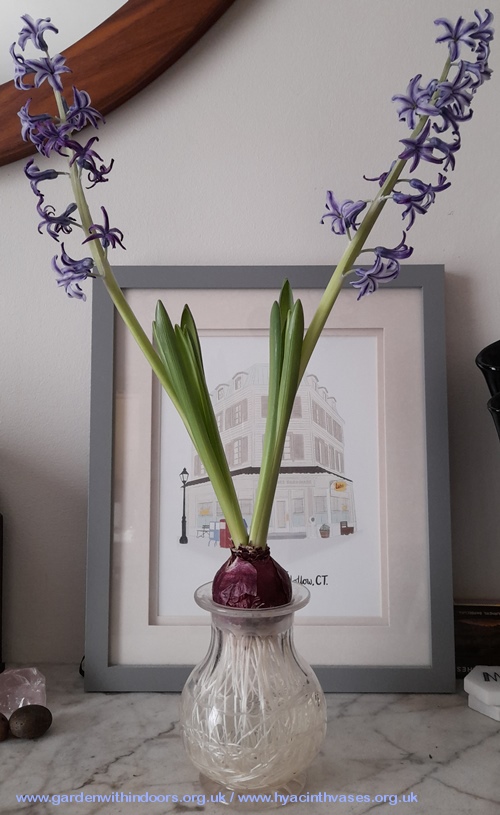 vintage pickle jar as a hyacinth vase