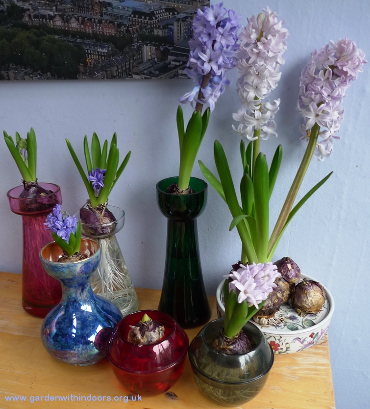forced hyacinths Ravenhead Naturals hyacinth vase