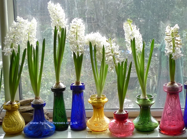LInnocence hyacinth bulbs in hyacinth vases