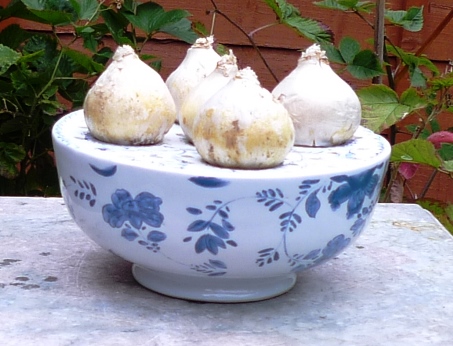 hyacinth bulb pot