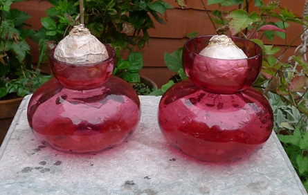 cranberry hyacinth vases