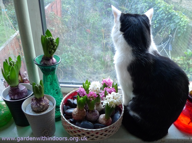 hyacinths cat windowsill