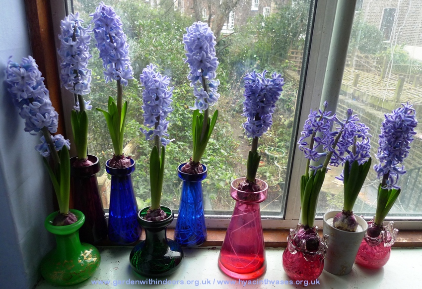 vintage and antique hyacinth vases