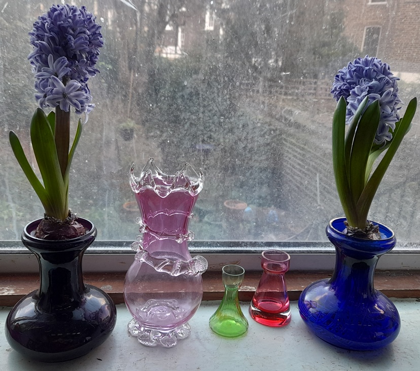 hyacinth and crocus vase