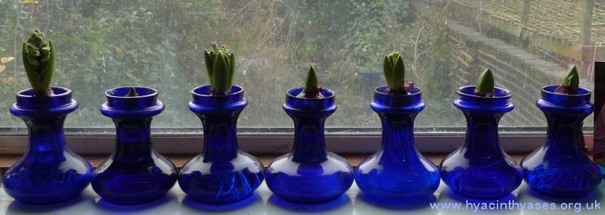 squat cobalt blue hyacinth vases